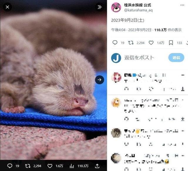 【高知県】桂浜水族館、「不適切」投稿を謝罪　カワウソ吸いが物議「ペット飼育を助長する」
